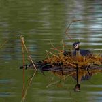 Quack-tastic Adventures Duck Hunting Tips in Minnesota